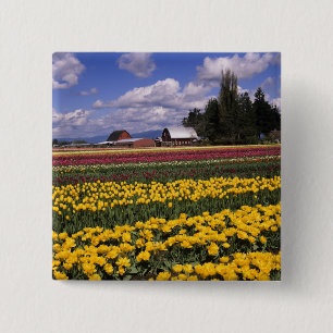 Bóton Quadrado 5.08cm WA, Vale do Skagit, Tulipa do Vale do Skagit