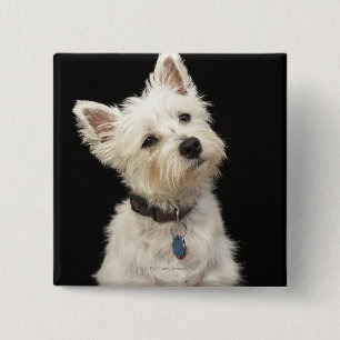 Bóton Quadrado 5.08cm Westie (terrier ocidental das montanhas) com colar