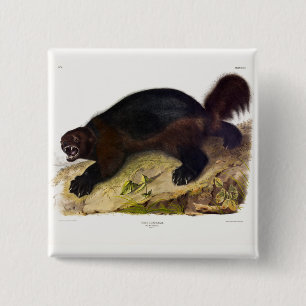Bóton Quadrado 5.08cm Wolverine ou Wolverene (Gulo gulo) por Audubon