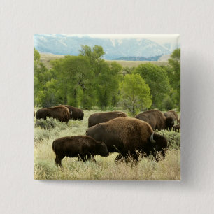 Bóton Quadrado 5.08cm Wyoming Bison Nature