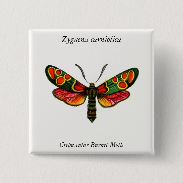 Bóton Quadrado 5.08cm Zygaena carniolica - A Gente De Burnet (Frente)