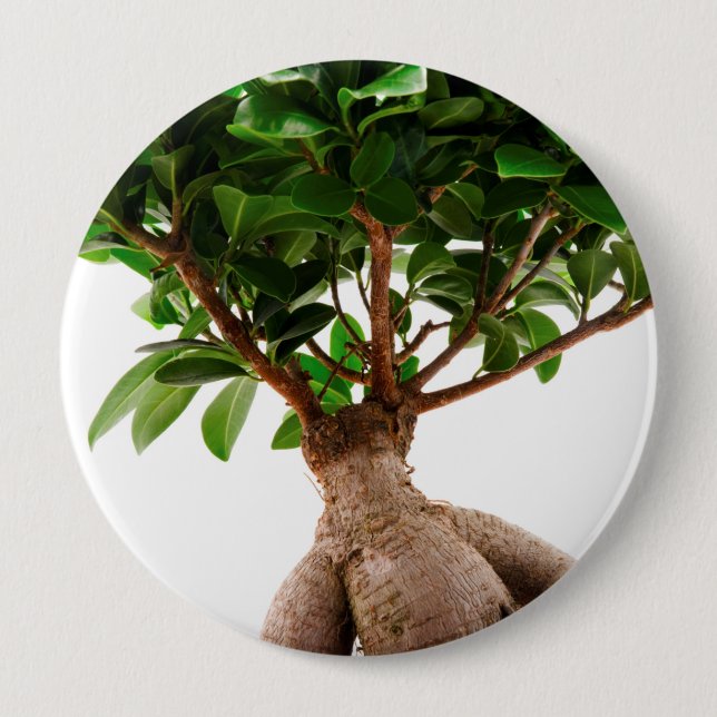 Bóton Redondo 10.16cm Ficus Ginseng (Frente)
