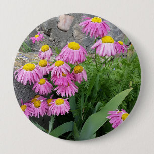 Bóton Redondo 10.16cm Fotografia da natureza: Daisy Flowers Pintado Rosa