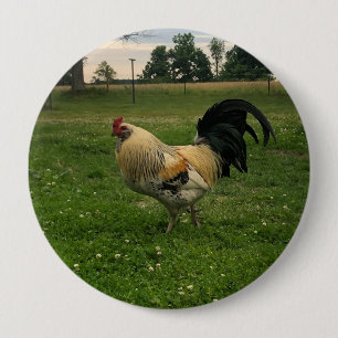 Bóton Redondo 10.16cm Frango Caipira na Foto da Fazenda