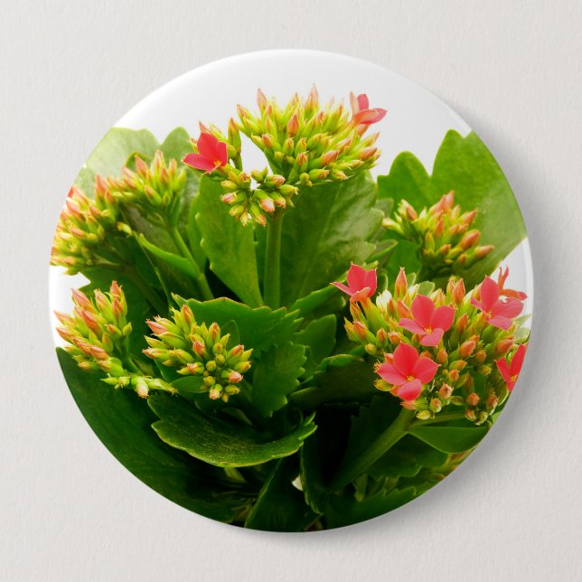 Bóton Redondo 10.16cm Kalanchoe blossfeldiana (Frente)