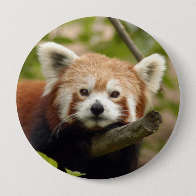 Bóton Redondo 10.16cm red-panda-004 (Frente)