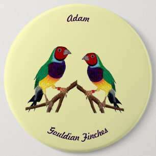 Bóton Redondo 15.24cm ADAM ~ Gouldian Finch ~ Personalizado ~