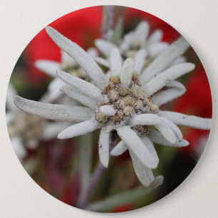 Bóton Redondo 15.24cm Adorável Edelweiss Leontopdium nivale