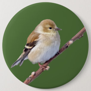 Bóton Redondo 15.24cm American Goldfinch
