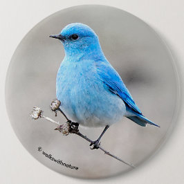 Bóton Redondo 15.24cm Bela Montanha Bluebird