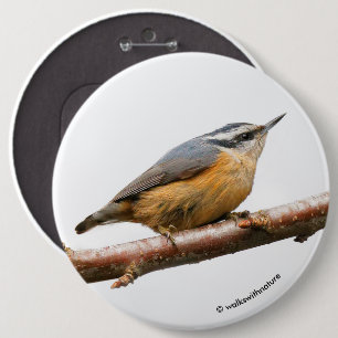 Bóton Redondo 15.24cm Bonito Nuthatch Vermelho em um Ramo