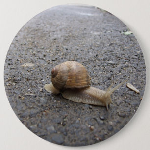 Bóton Redondo 15.24cm Caracol em Execução