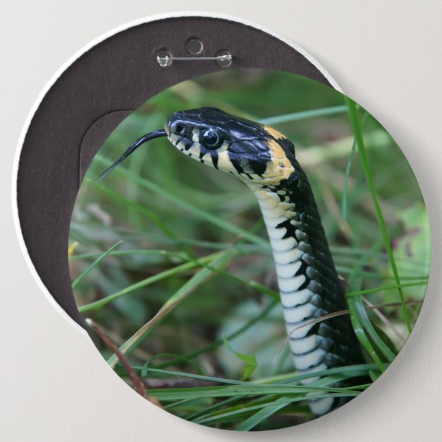 Bóton Redondo 15.24cm Cobra (Frente & Verso)