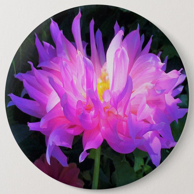 Bóton Redondo 15.24cm Cor-de-rosa estonteante e cacto roxo Dahlia (Frente)