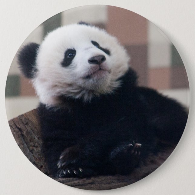 Bóton Redondo 15.24cm Doce Giant Panda Baby (Frente)