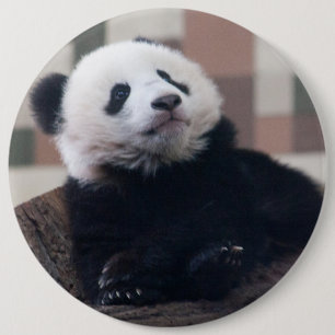 Bóton Redondo 15.24cm Doce Gigante Panda Baby