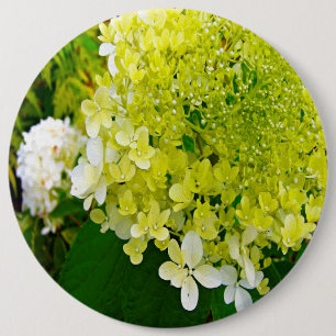 Bóton Redondo 15.24cm Elegante Hortênsia Limelight Verde Chartreuse