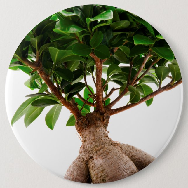 Bóton Redondo 15.24cm Ficus Ginseng (Frente)