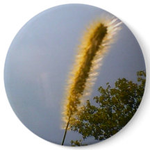 Folhagem de Verão do Céu Azul
