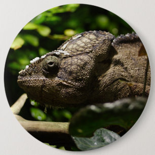 Bóton Redondo 15.24cm Furcifer