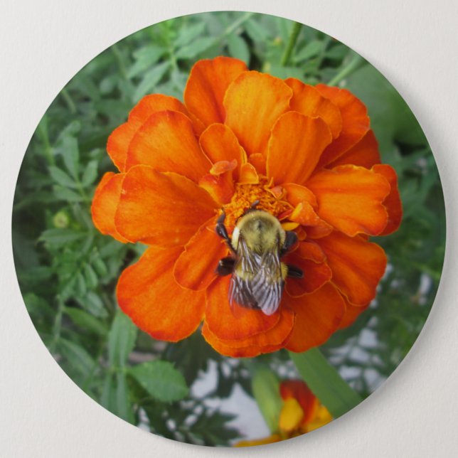 Bóton Redondo 15.24cm Laranja Marigold Bee Flor (Frente)