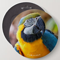 Linda Mara Azul e Dourada