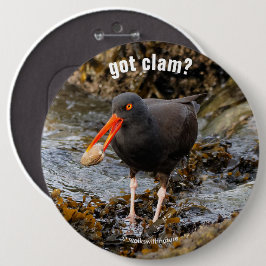 Bóton Redondo 15.24cm Oystercatcher Negro impressionante com Clam