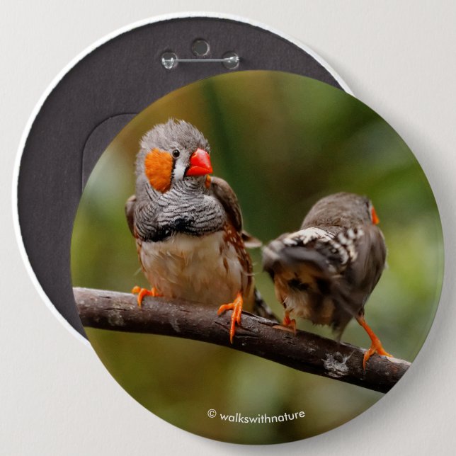 Bóton Redondo 15.24cm Par Cheio de Zebra Finches Canaviais (Frente & Verso)