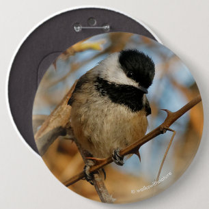 Bóton Redondo 15.24cm Pássaro Chickadee Bonito Esperançoso De Capas Ne