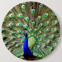 Pavão real da regência