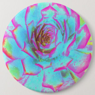 Bóton Redondo 15.24cm Roxo Quente e Azul Suculento Sedum Roseta