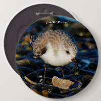 Sanderling Cute Sandpiper Shorebird Dines em Clam