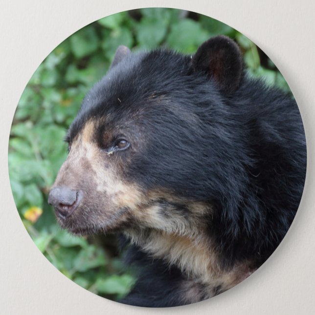 Bóton Redondo 15.24cm Tremarctos ornatus (Frente)