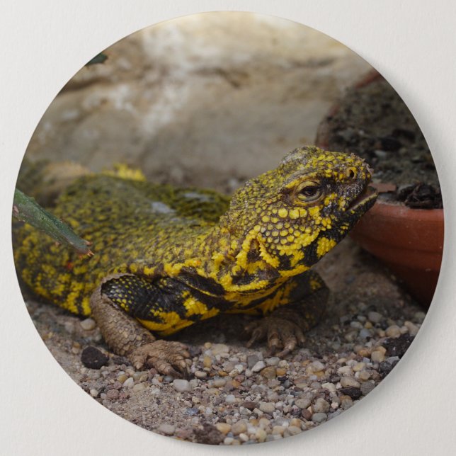 Bóton Redondo 15.24cm Uromastyx geyri (Frente)