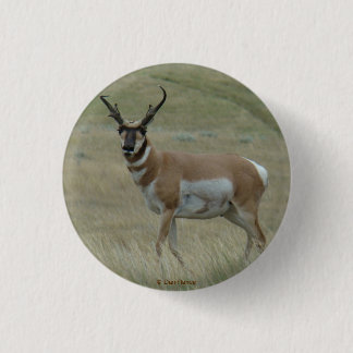 Bóton Redondo 2.54cm A33 Cornetas tortas de Antílope de Pronghorn