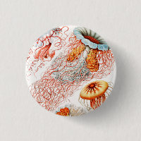 Água-viva, Desconto de Ernst Haeckel
