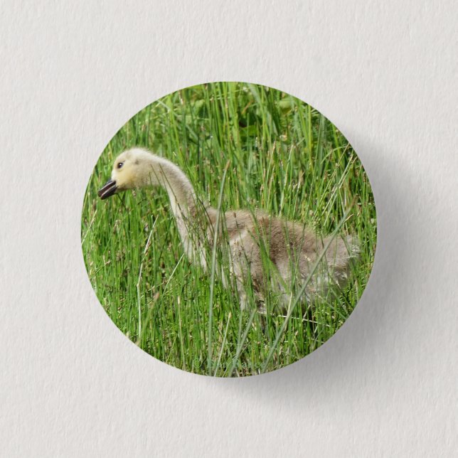 Bóton Redondo 2.54cm B58 Ganso Canadense Gosling na Grama (Frente)