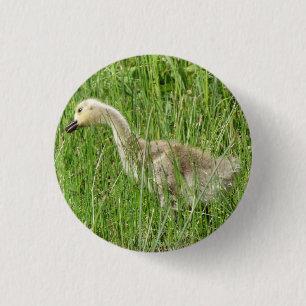 Bóton Redondo 2.54cm B58 Ganso Canadense Gosling na Grama