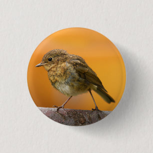 Bóton Redondo 2.54cm Baby Robin Em Um Ramal De Árvore
