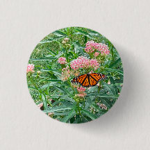 Borboleta Monarch em Milkweed