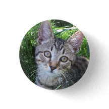 Botão de Gato Tabby Cinza