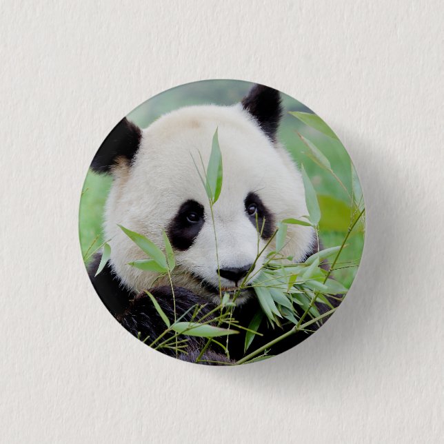 Bóton Redondo 2.54cm Button Photo gigant panda , animais 0036. (Frente)