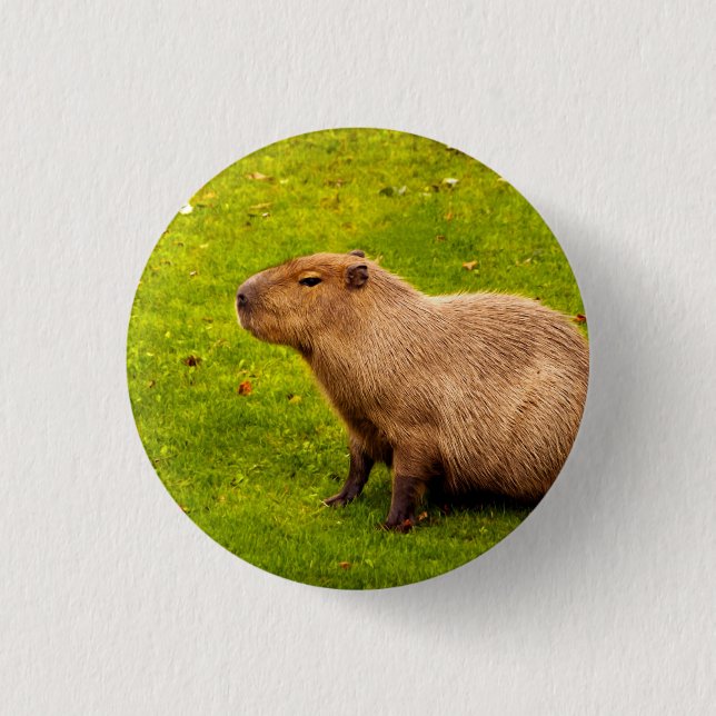 Bóton Redondo 2.54cm Capybara (Frente)