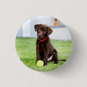 Bóton Redondo 2.54cm Chocolate Labrador Puppy Com Bola De Tênis