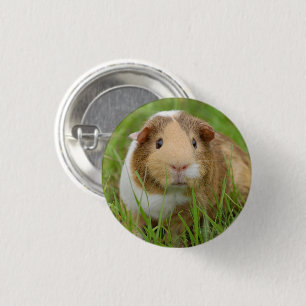 Bóton Redondo 2.54cm Cobaia Tricolor bonito na grama verde