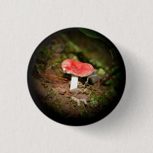 Cogumelo Russula de Tampa Vermelha