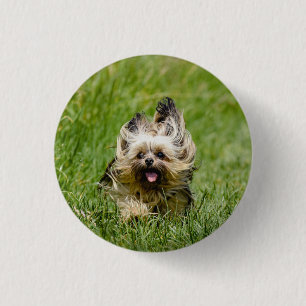 Bóton Redondo 2.54cm Cute Yorkshire Terrier passando por Grass