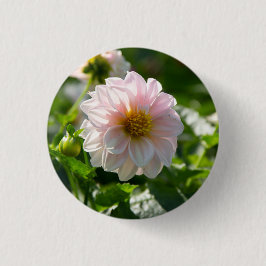 Bóton Redondo 2.54cm Dália branca na foto do jardim