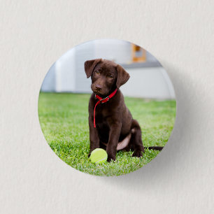 Bóton Redondo 2.54cm Filhote De Labrador De Chocolate Com Bola De Têni