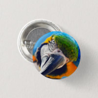 Macaw Azul e Amarelo, Face de papagaio